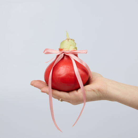 Луковица амариллиса в красном воске