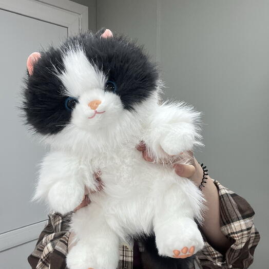 Котик черно-белый