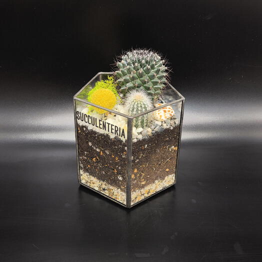 Мини флорариум в призме с кактусами и краспедией Солнечный блик