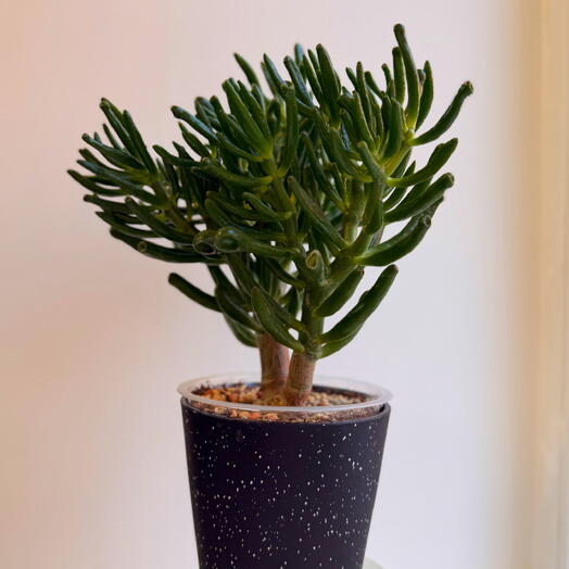 Крассула корал