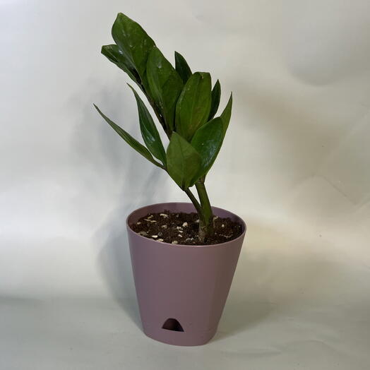 Комнатное растение долларовое дерево в кашпо