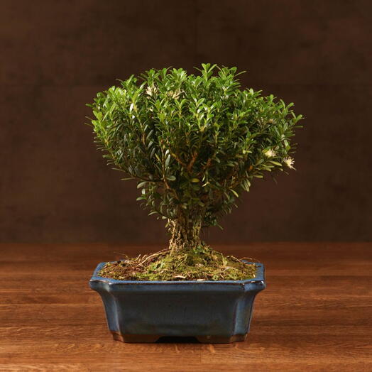 Бонсай Буксус 29 см в синей плошке