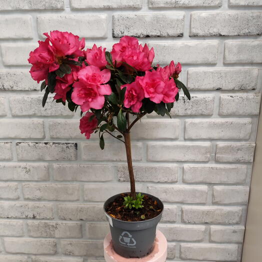 Комнатное растение Азалия на штамбе д. 13