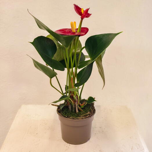 Антуриум комнатный в горшке