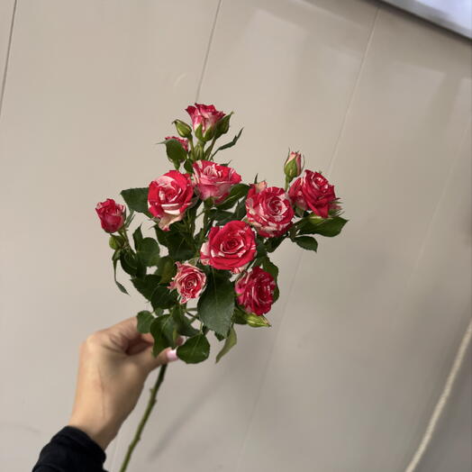 Кустовая Роза фаер Фокс