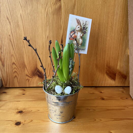 Гиацинт в ведерке пасхальный