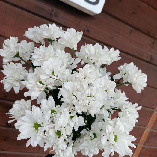 Белые ромашки 🌼