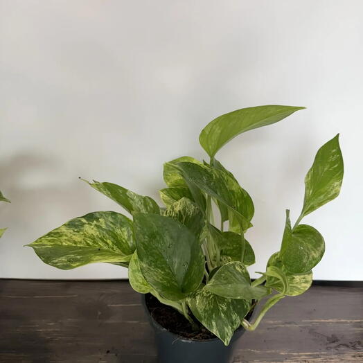 Комнатное растение эпипремнум марбл квин