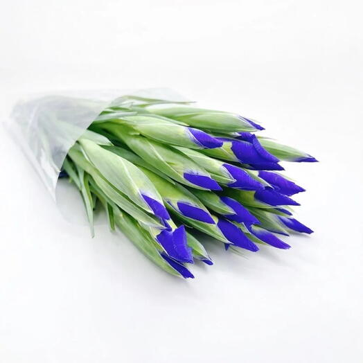 Пачка (25 шт.) Ирис Блю Мэджик 55 см