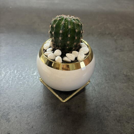 Эхинокактус Грузони (Echinocactus grusonii)