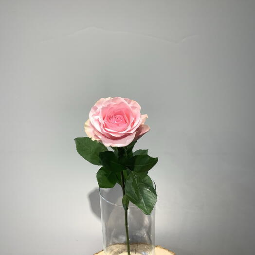 Роза нежно-розового цвета