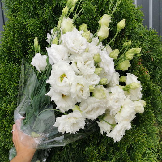 Эустома white