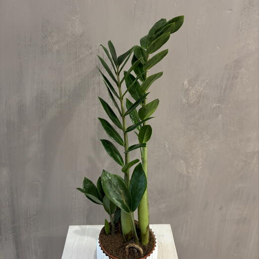 Замиакулькас Zamiifolia в белом кашпо