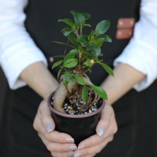 Фикус микрокарпа Гинсенг (Ficus microcarpa Ginseng),  «бонсай Гинсенг»