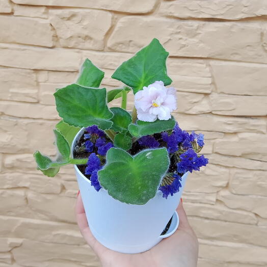 Фиалка 🌸