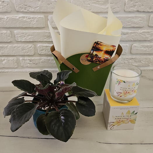 Подарочный VIP сет Dr. Flor. Коллекционная фиалка ВАТ в синем кашпо и парфюмированная свеча