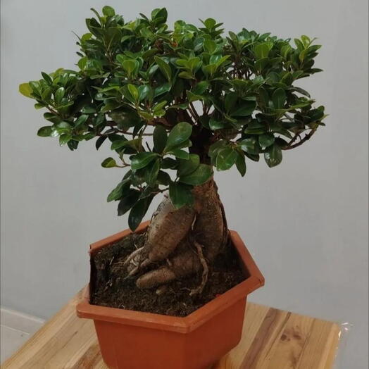 Фикус Микрокарпа Гинсенг