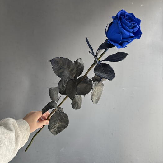 Синяя Роза💙