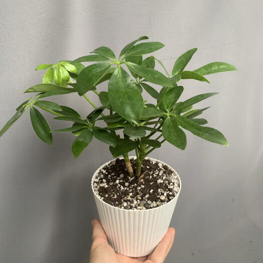 Шеффлера- антистресс растение 🌱