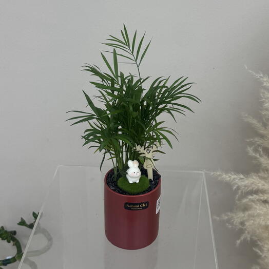 Chrysalidocarpus lutescens in a ceramic pot