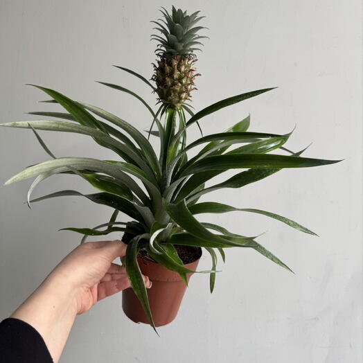Студия Цветов Protea 