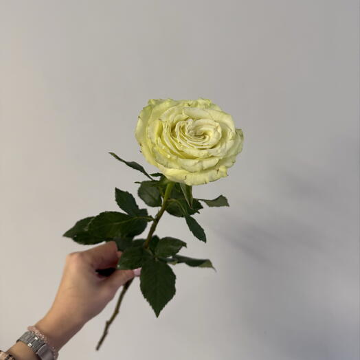роза Лимонад💚