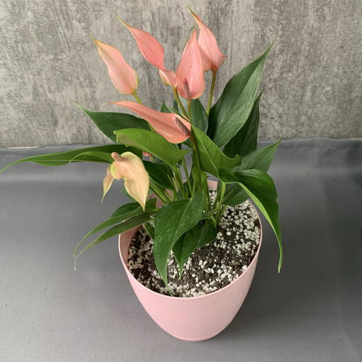 Антуриум лили🌸