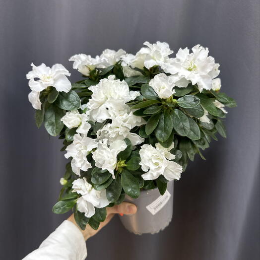 Азалия белая