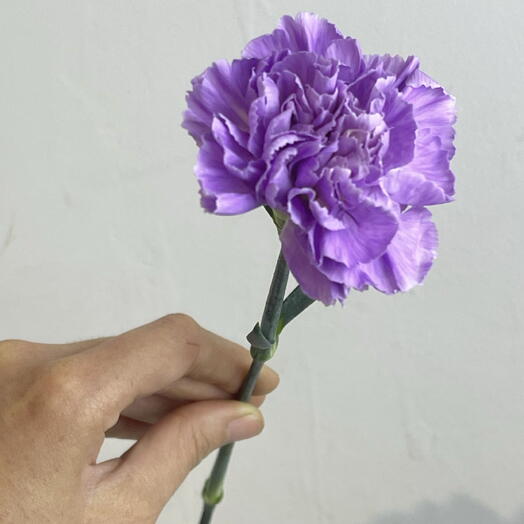 Гвоздика фиолетовая 💜