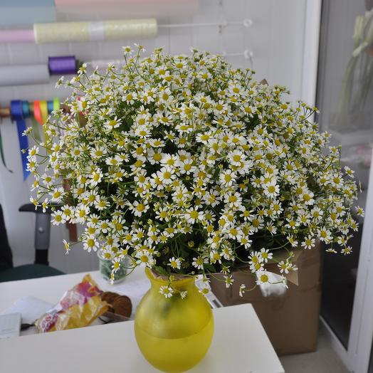 Ramo de 25 margaritas (tanacetum)