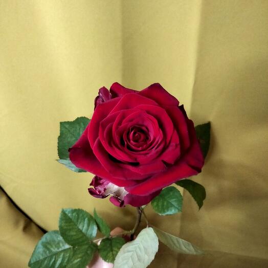 Rose Red Naomi 60cm