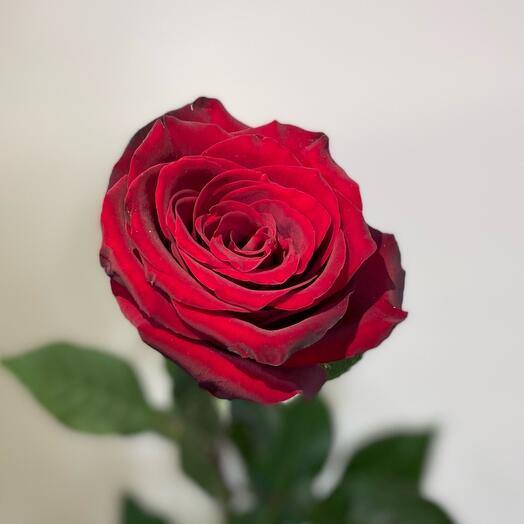Красная Роза Эксплорер 🌹