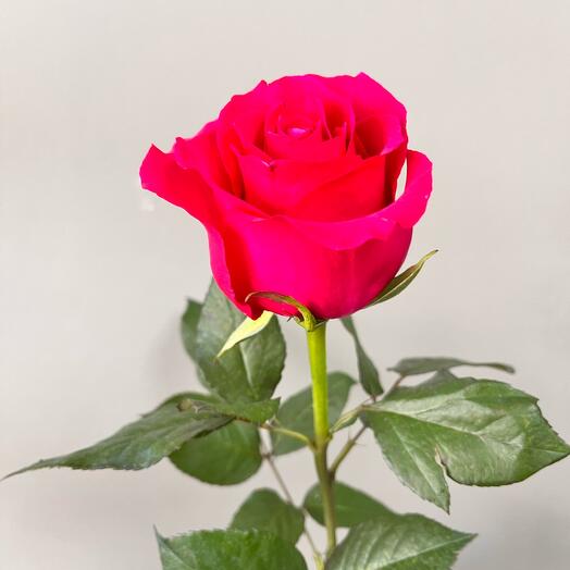 Малиновые розы, 70 см