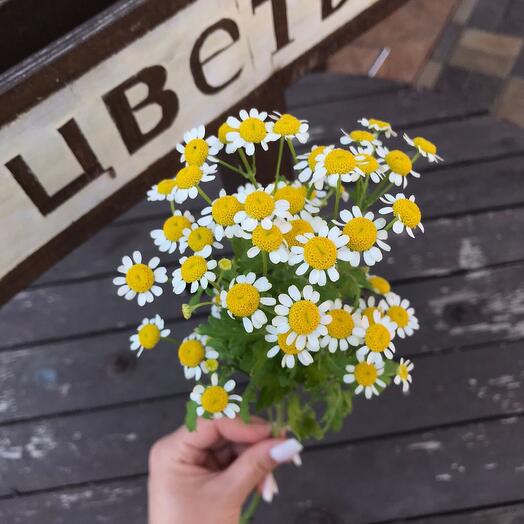 Ромашка кустовая🌸