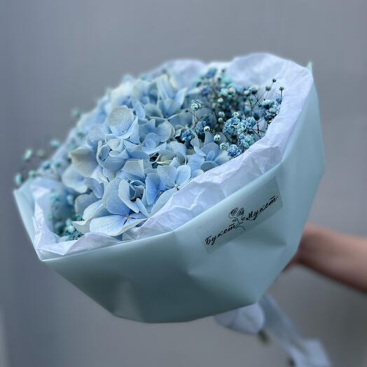 Hydrangea blue