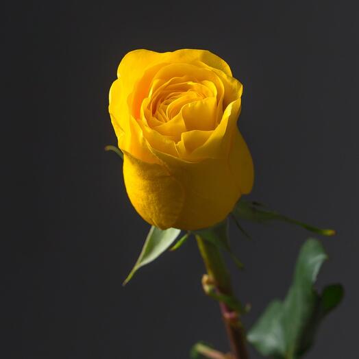 Пени Лайн 80 см