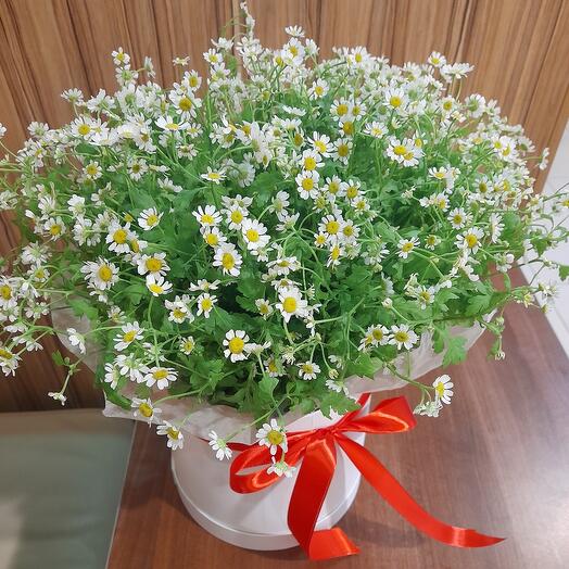 Bush chamomile in a hatbox
