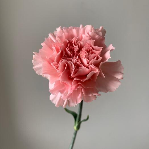 Розовый диантус