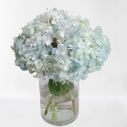 Light Blue Hydrangea Arrangement