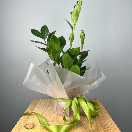Замиокулькас ( долларовое деревце )