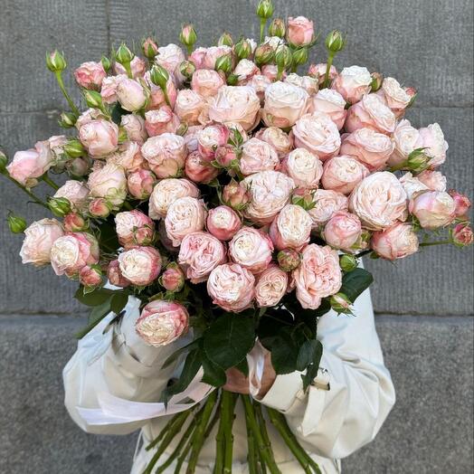 Кустовые розы пионовидные Bombastic под ленту