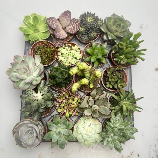 Суккуленты микс, 20 штук