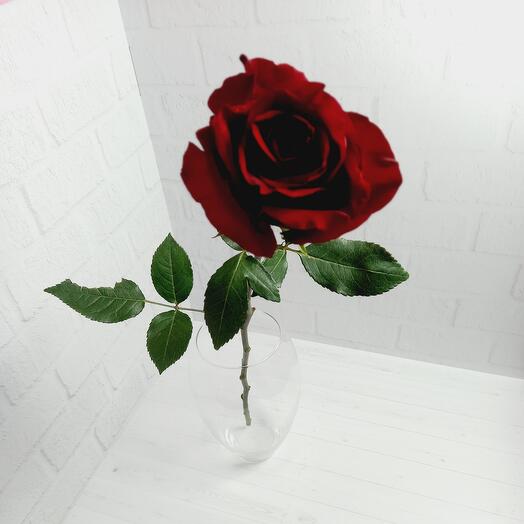 Rosa "Explorer"