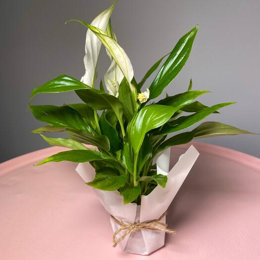 Spathiphyllum