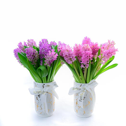 Hyacinth Oasis Compo - ( Purple,Pink )