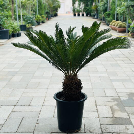 Cycas Revoluta