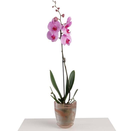 Орхидея 60 см