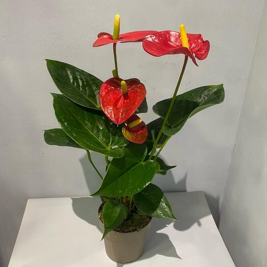 Антуриум красный в горшке