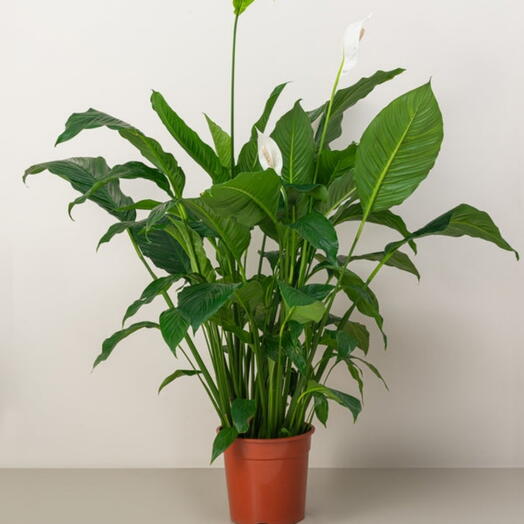 Peace lily