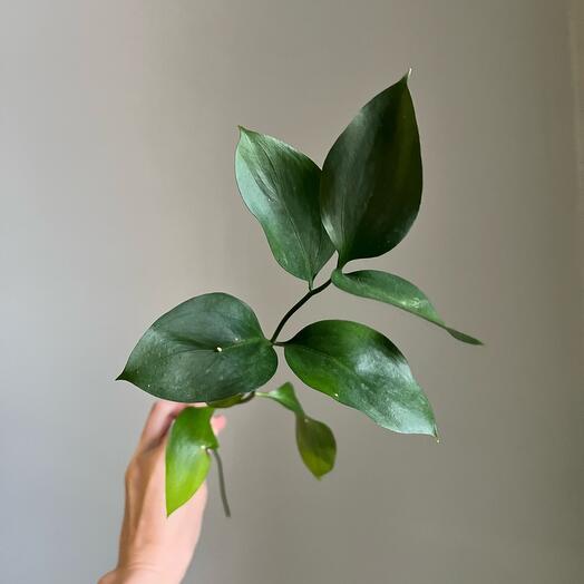 🌿Рускус зелень. Добавка к вашему букету🌿